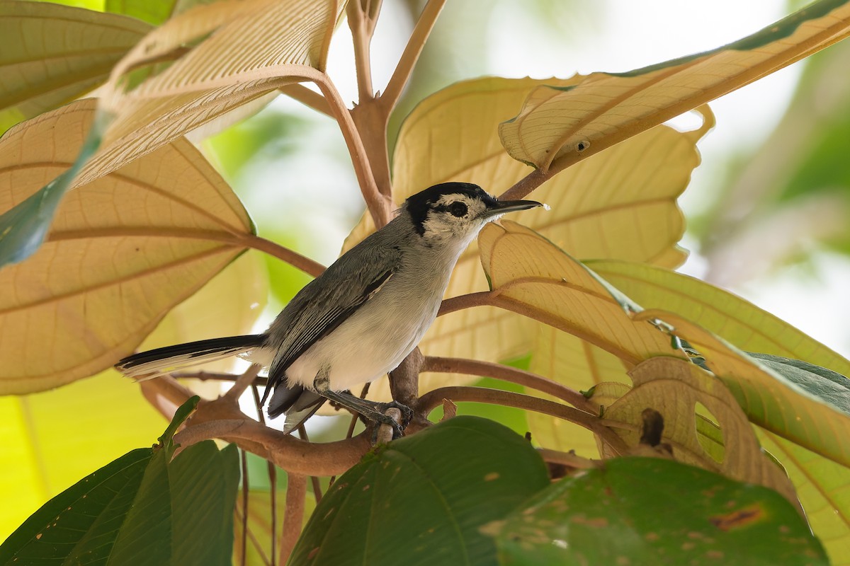 White-browed Gnatcatcher - ML622981735