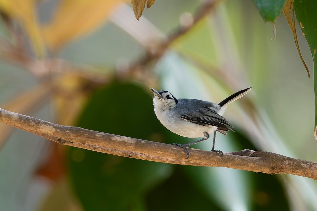 White-browed Gnatcatcher - ML622981748