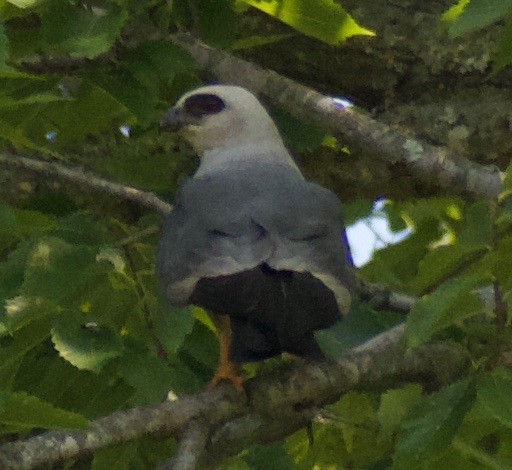 Mississippi Kite - ML622981777