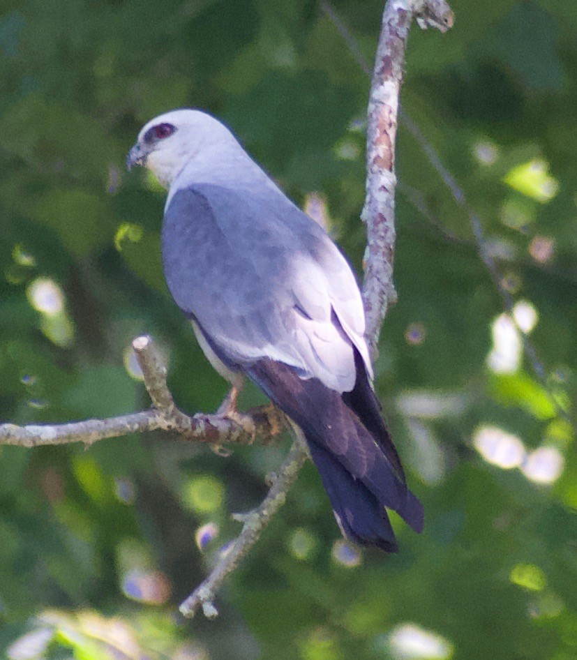 Mississippi Kite - ML622981778