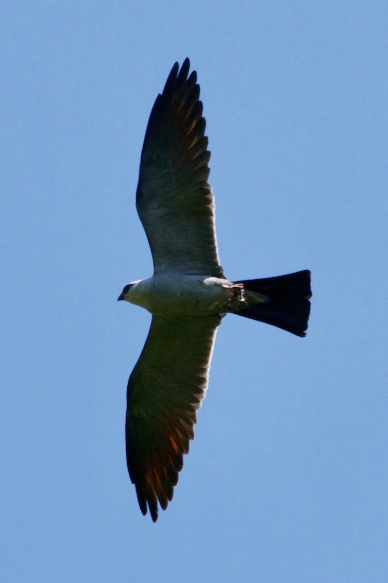 Mississippi Kite - ML622981779