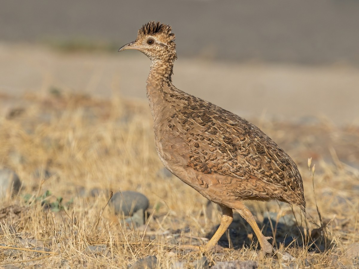 Chilean Tinamou - Nothoprocta perdicaria - Birds of the World