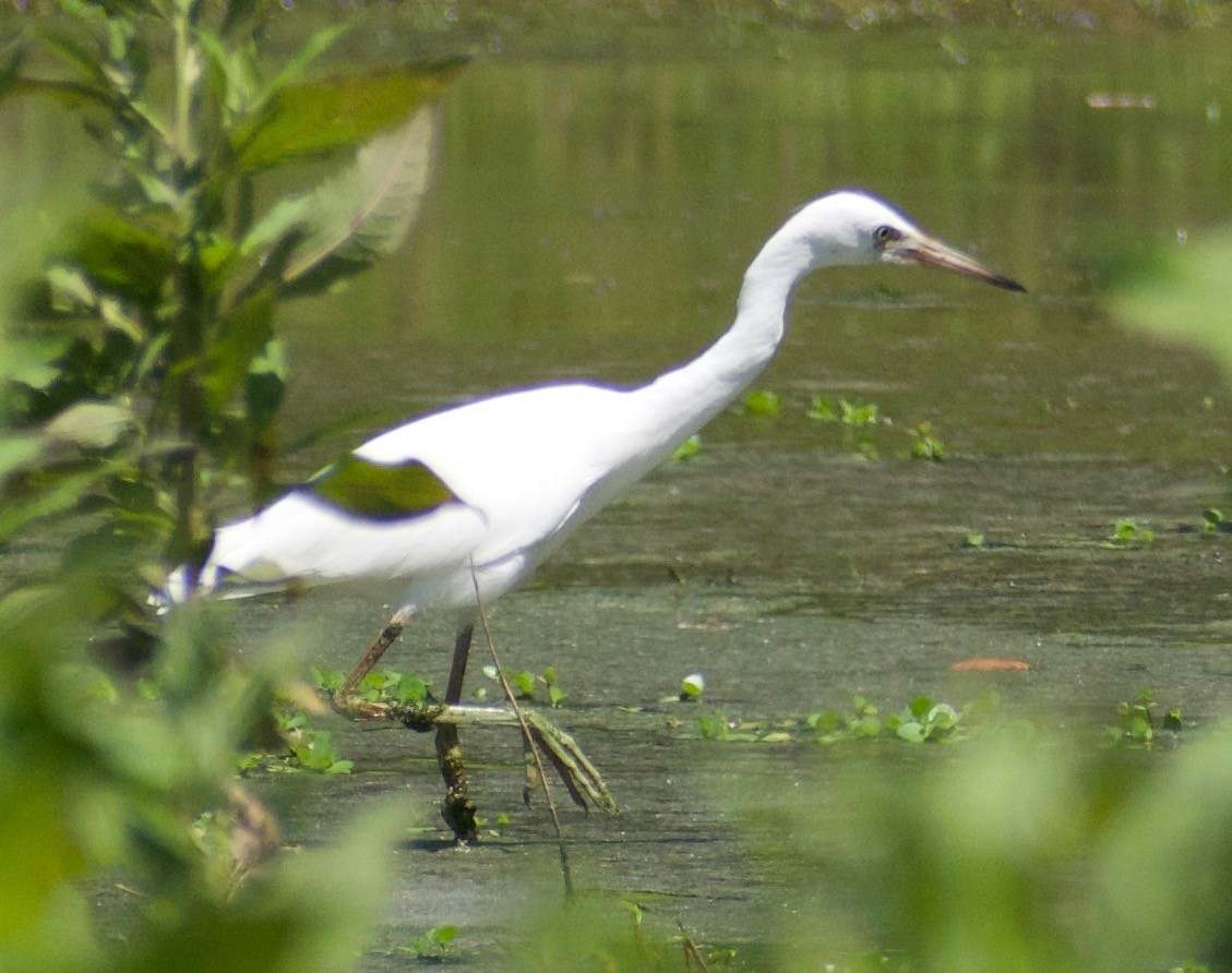 Little Blue Heron - ML622981786