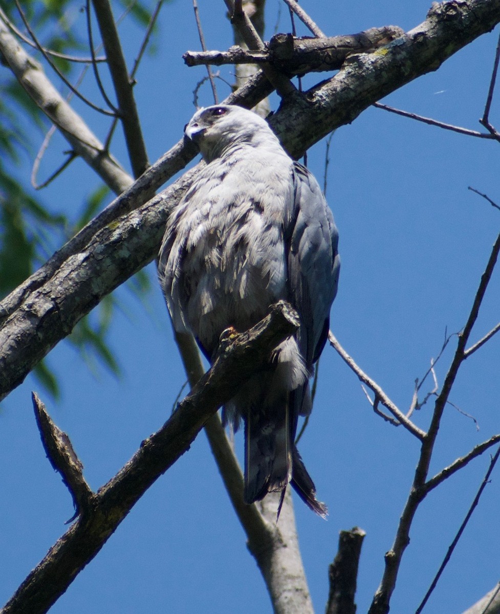 Mississippi Kite - ML622981794