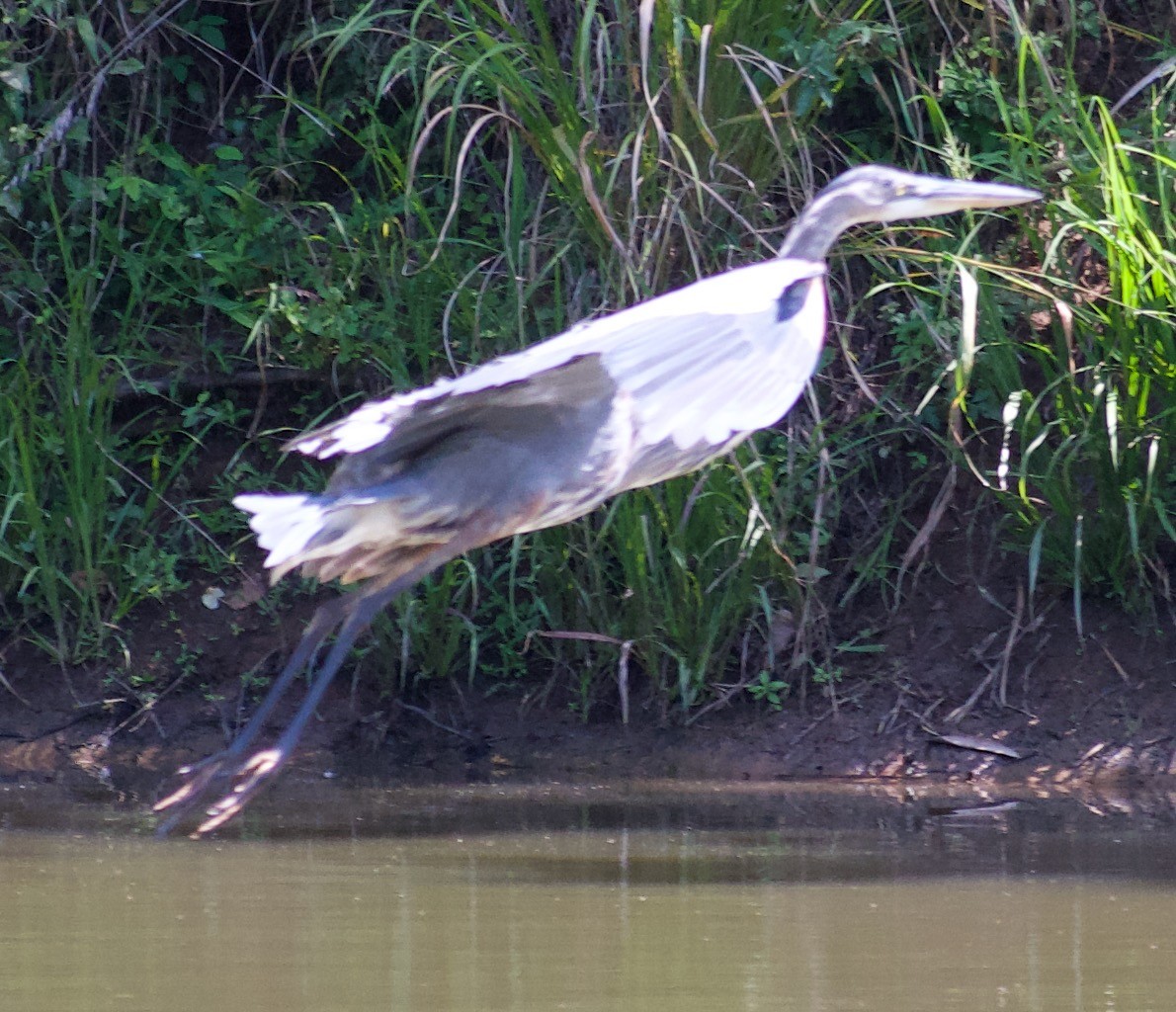 Great Blue Heron - ML622981795