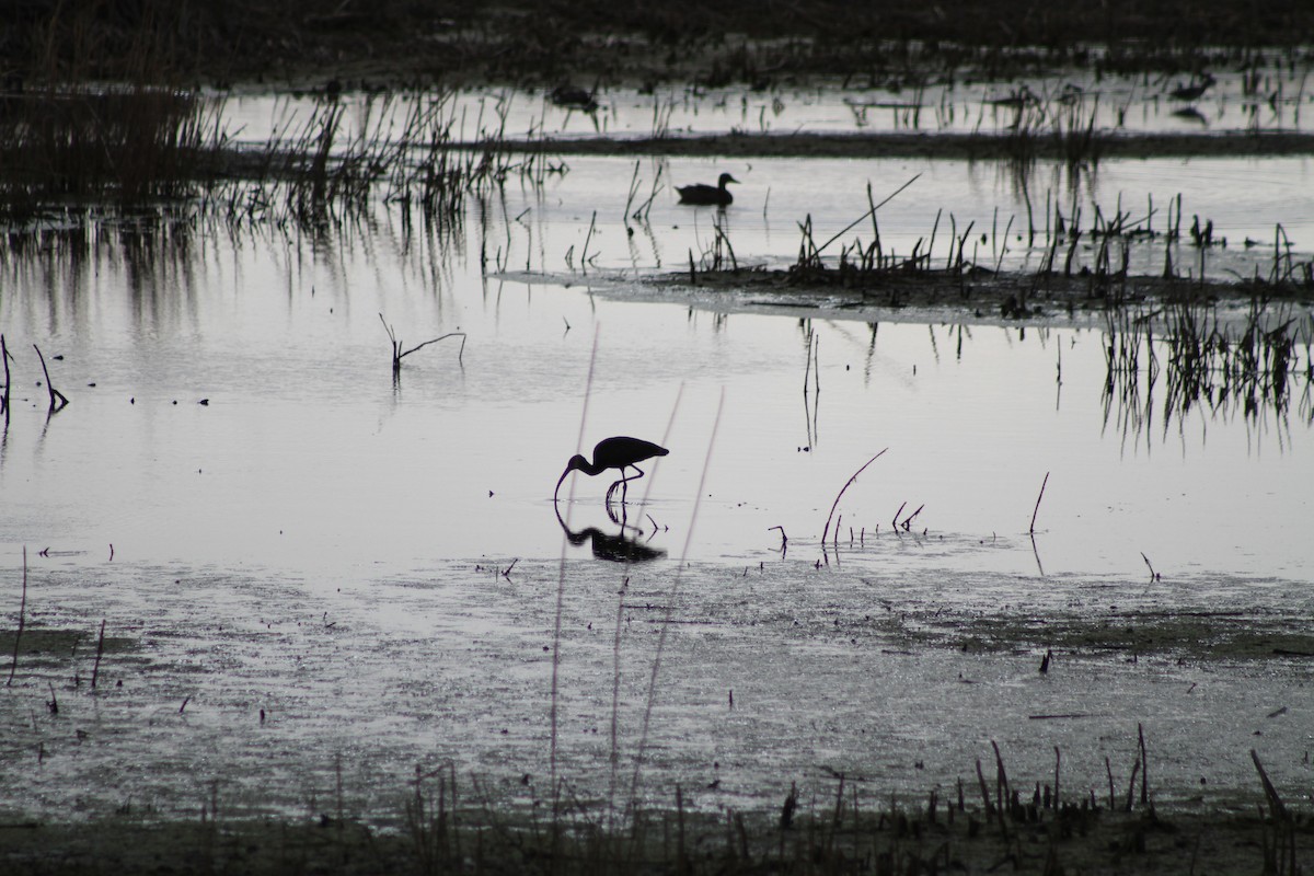 White-faced Ibis - ML622981803