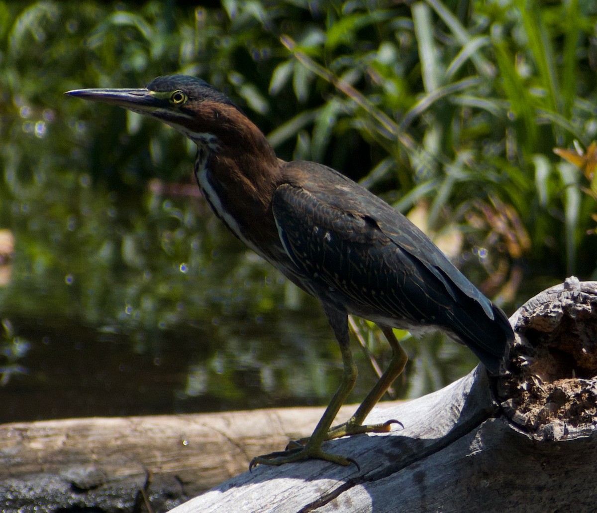 Green Heron - ML622981806