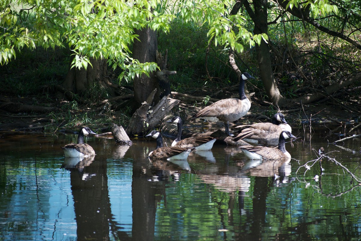 Canada Goose - ML622981812