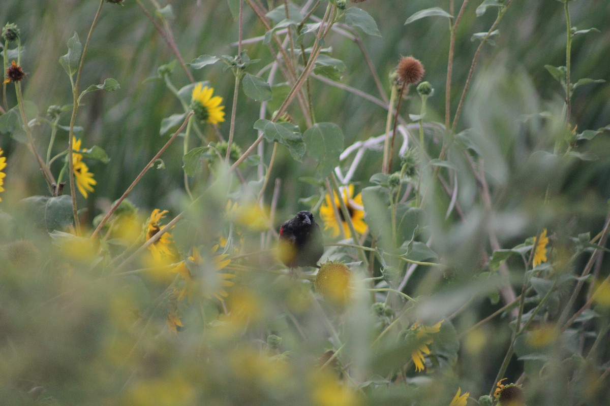 Red-winged Blackbird - ML622981814