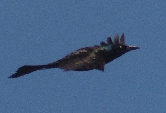 Common Grackle - ML622981823