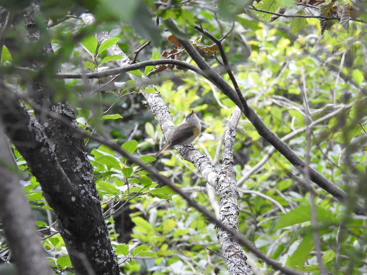 American Redstart - ML622981858