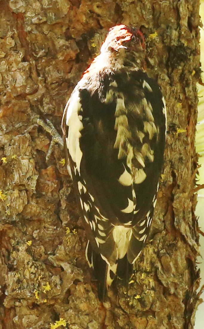 Red-breasted Sapsucker - ML622981867