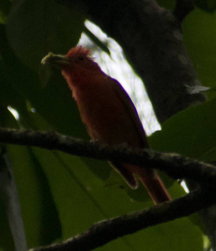 Summer Tanager - ML622981917