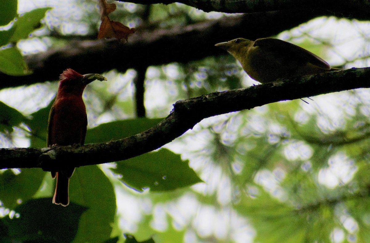 Summer Tanager - ML622981919