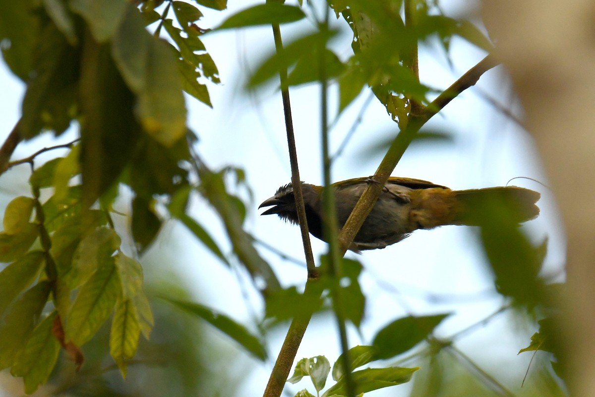 Saltator à tête noire - ML622981924