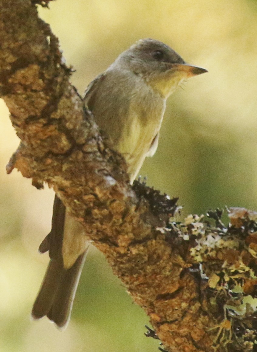 Western Wood-Pewee - ML622981944