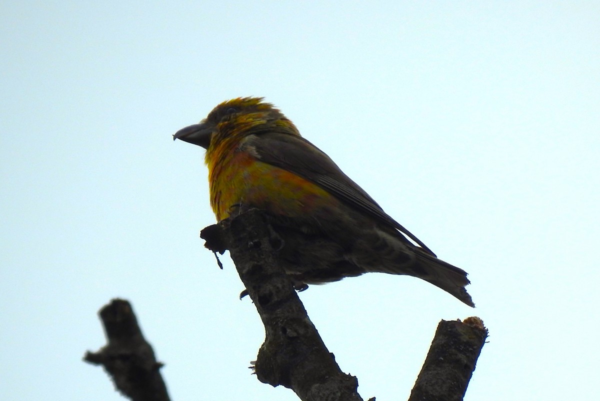 Red Crossbill - ML622981969