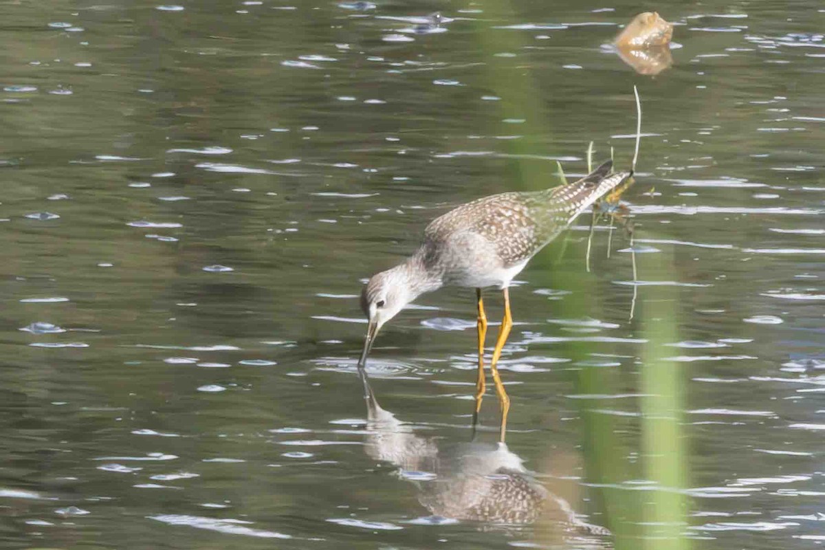 Lesser Yellowlegs - ML622981973