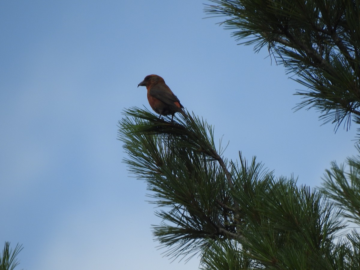 Red Crossbill - ML622981985