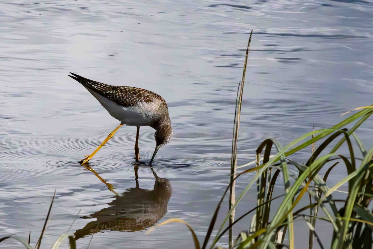 Lesser Yellowlegs - ML622981989