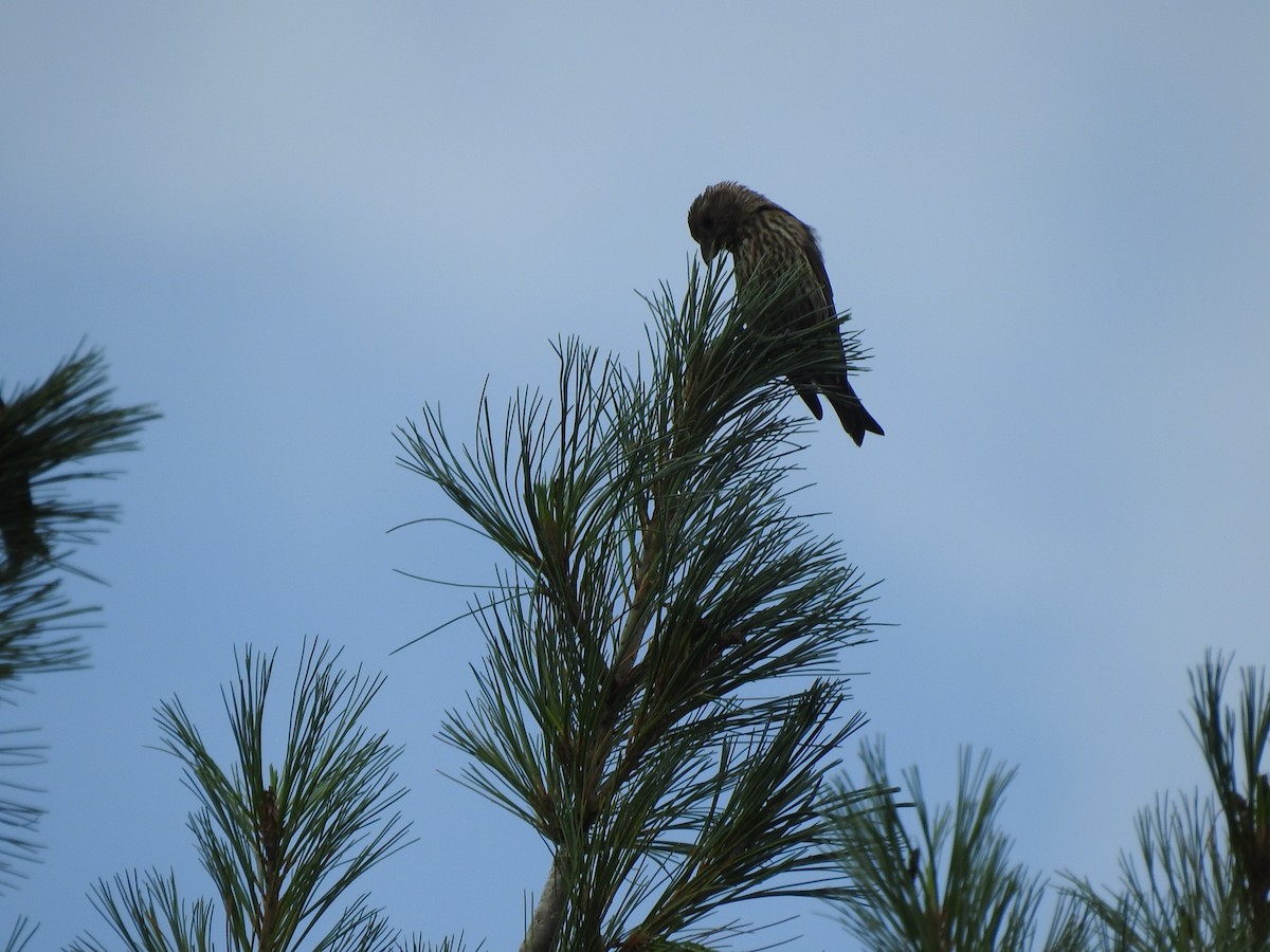 Red Crossbill - ML622982018