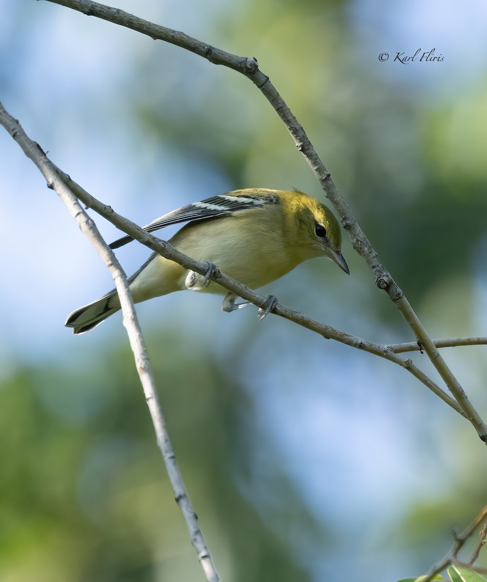 Bay-breasted Warbler - ML622982035