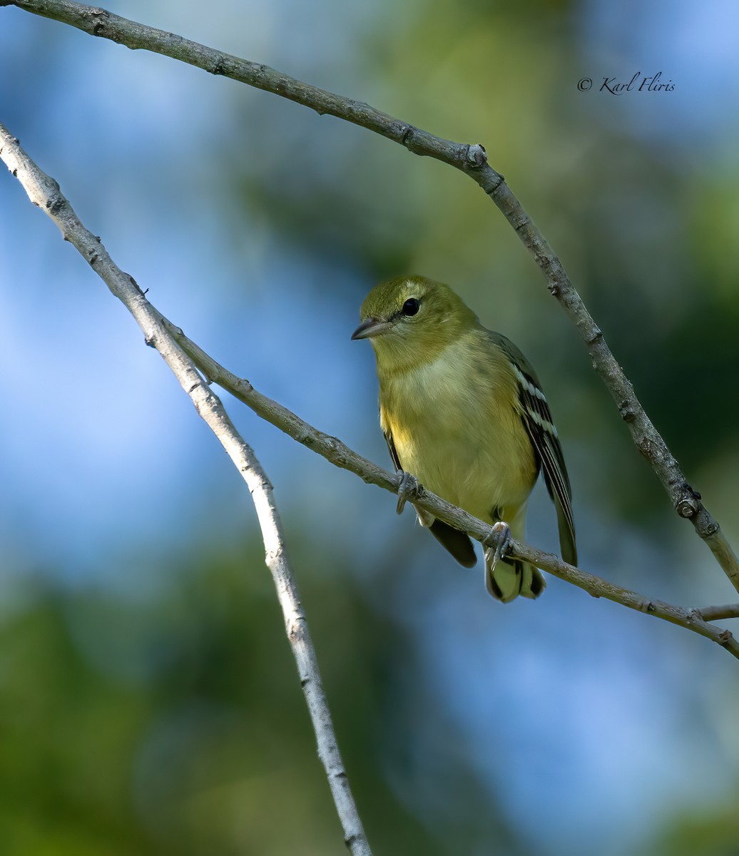 Bay-breasted Warbler - ML622982039