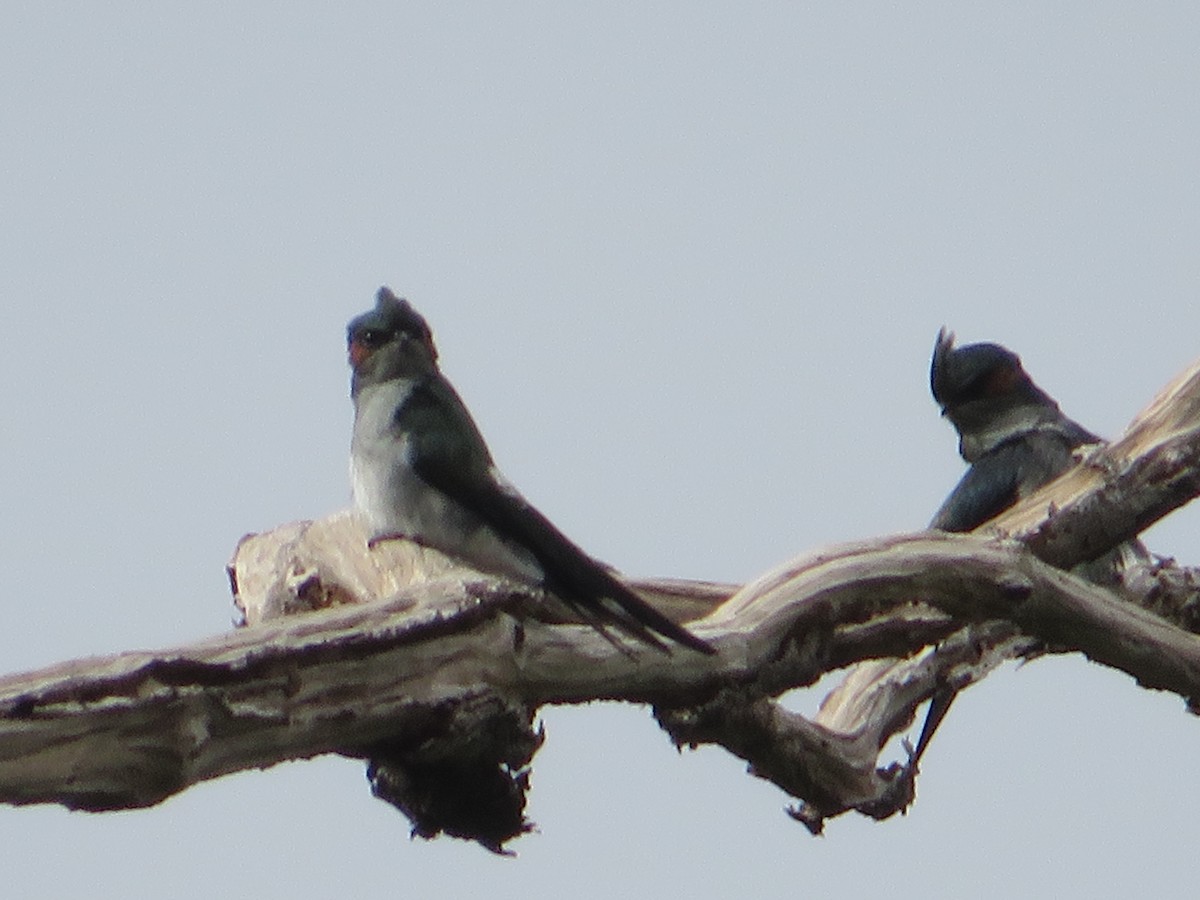 Gray-rumped Treeswift - ML622982044