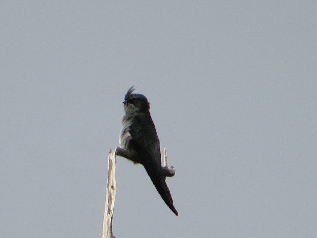 Gray-rumped Treeswift - ML622982053