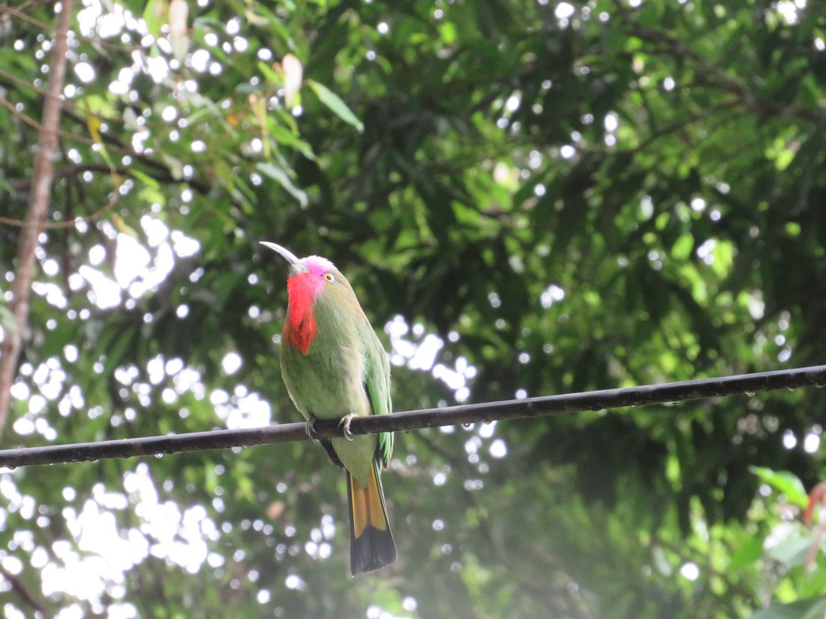 Red-bearded Bee-eater - ML622982064