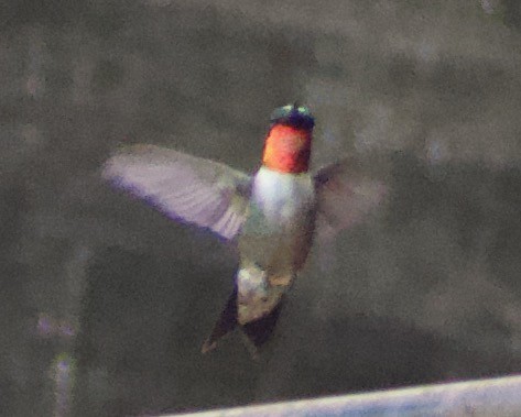 Ruby-throated Hummingbird - ML622982103