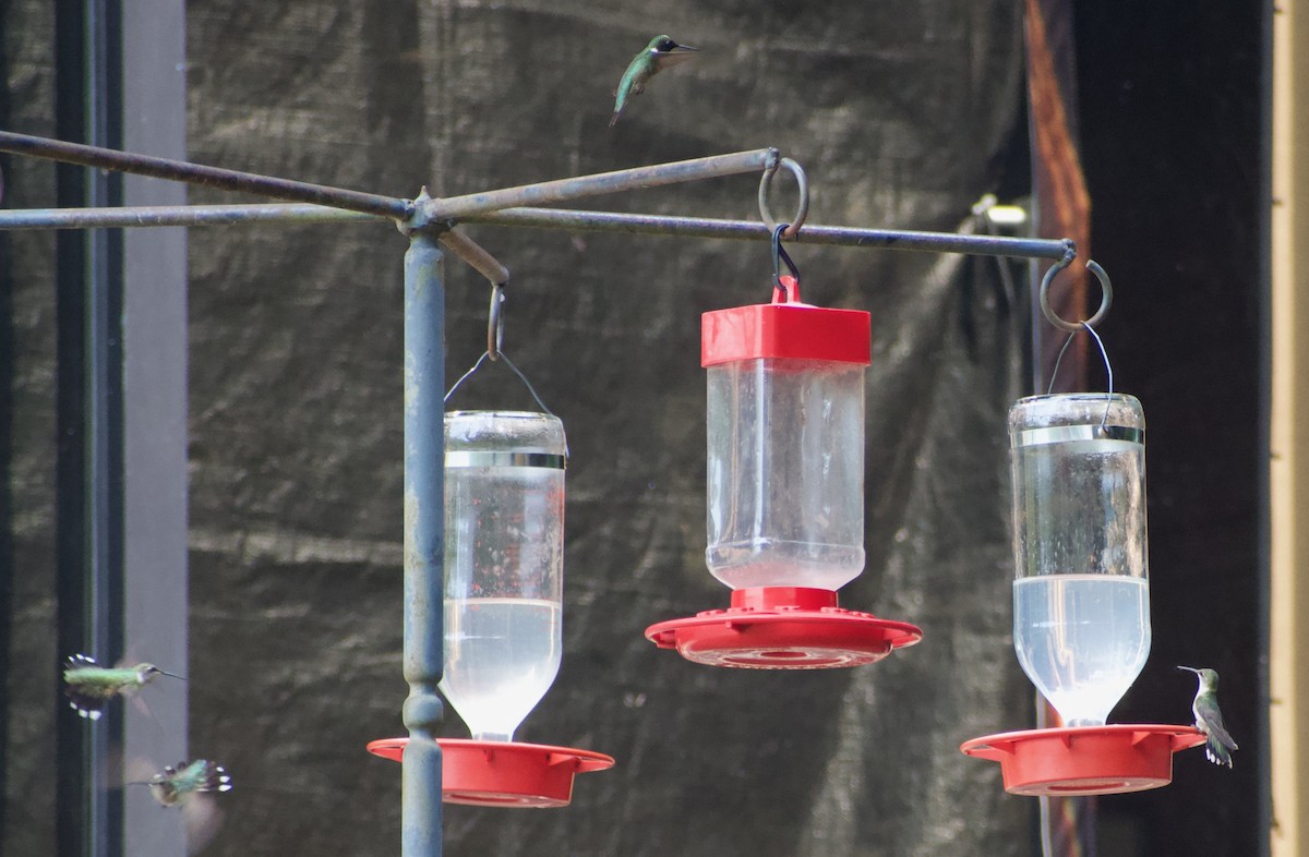 Ruby-throated Hummingbird - ML622982104