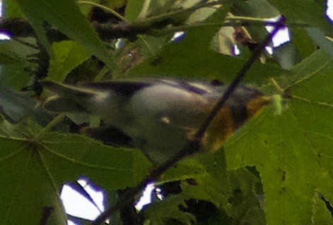 Northern Parula - Asher Perla