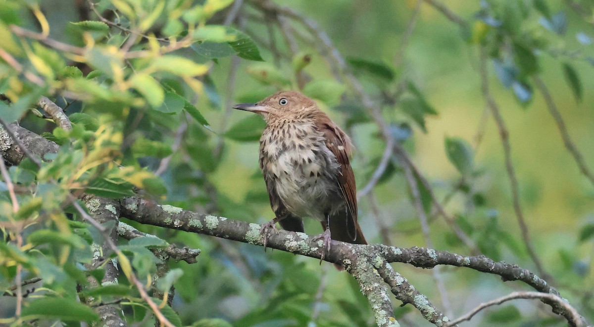 Brown Thrasher - ML622982150