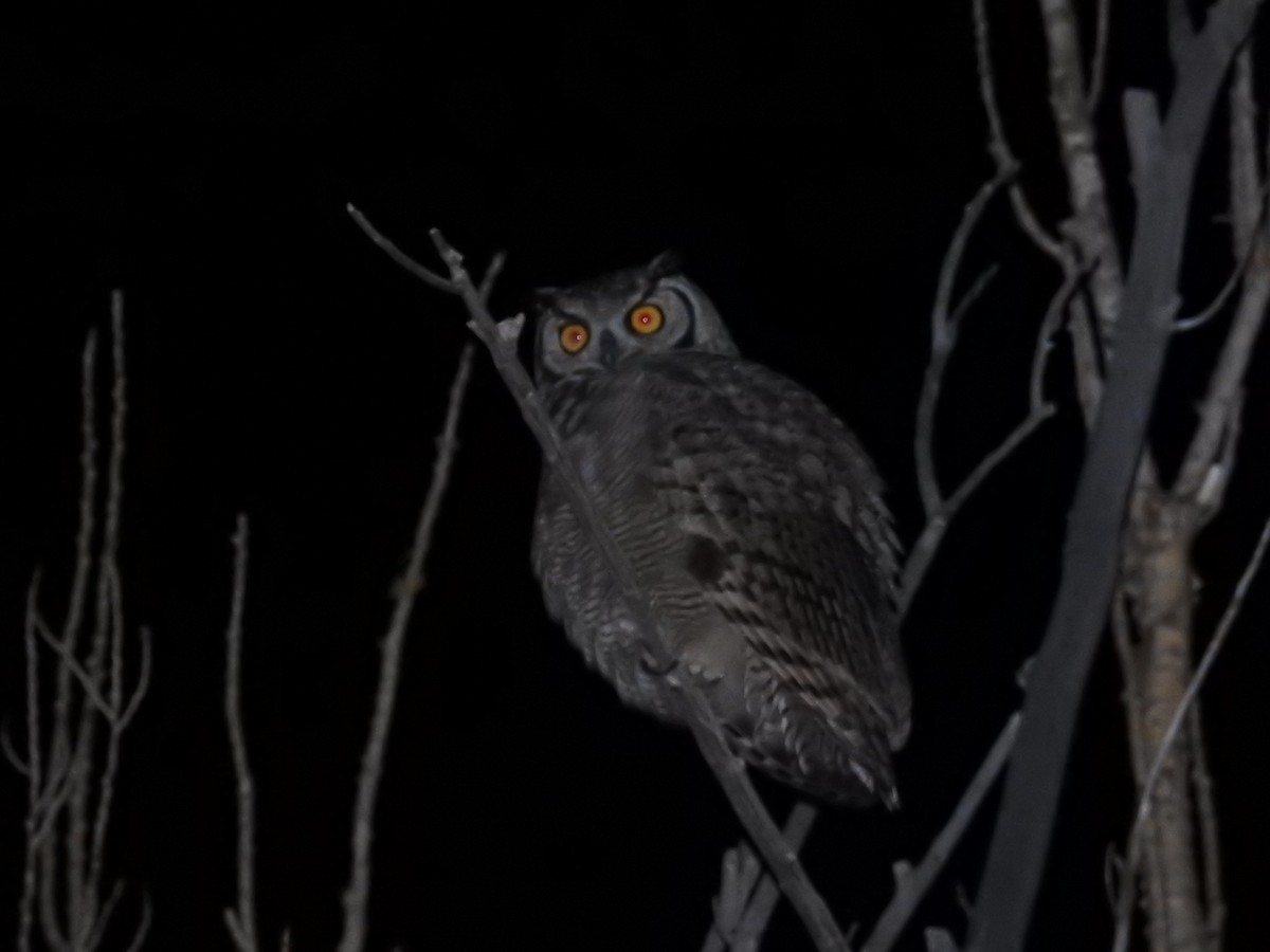 Lesser Horned Owl - ML622982158