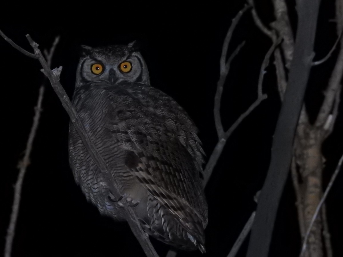 Lesser Horned Owl - ML622982159