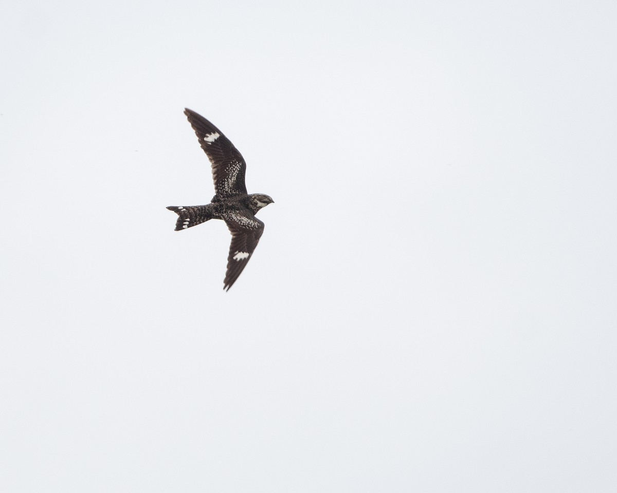 Common Nighthawk - Dorrie Holmes