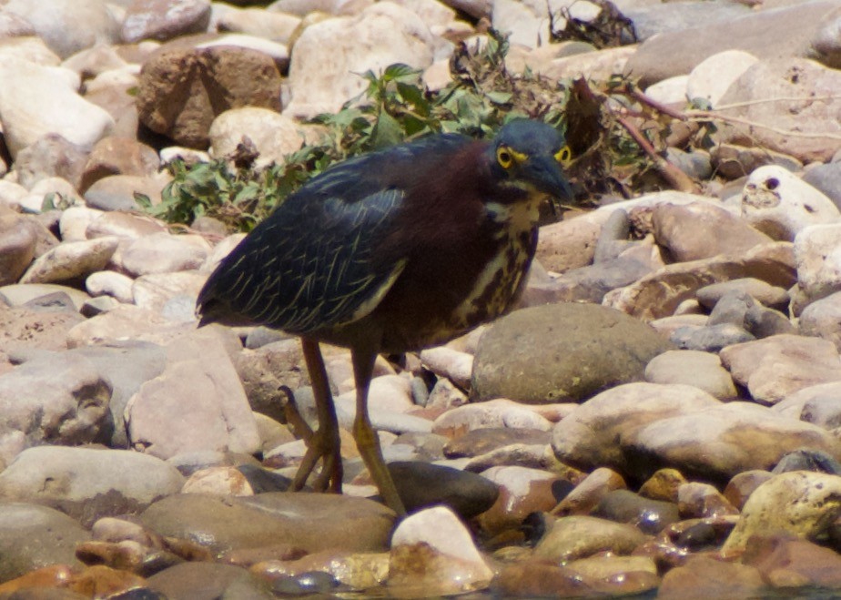 Green Heron - ML622982213