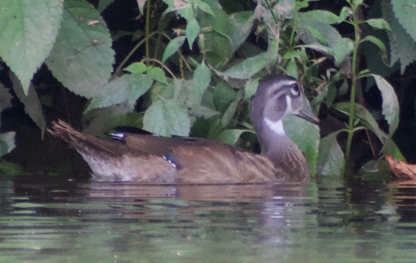 Wood Duck - ML622982225