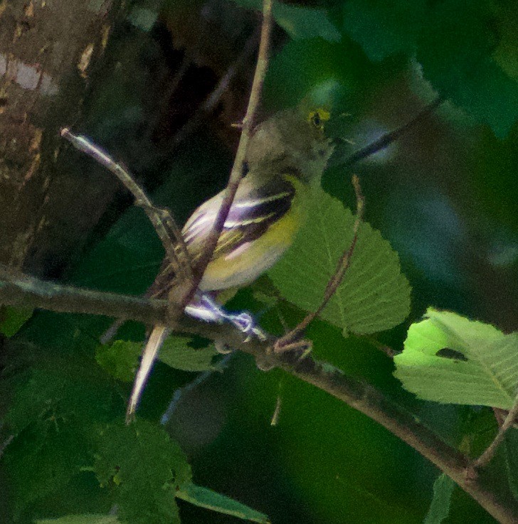 White-eyed Vireo - ML622982247