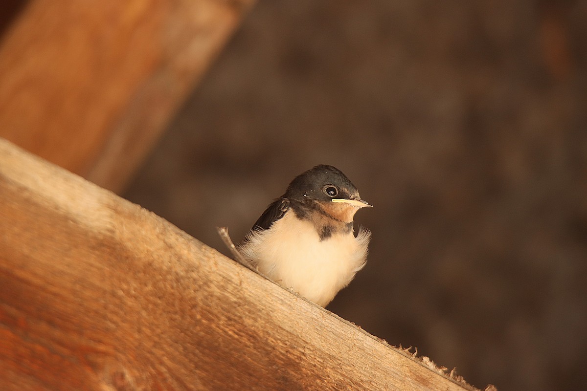 Асрын хараацай - ML622982277