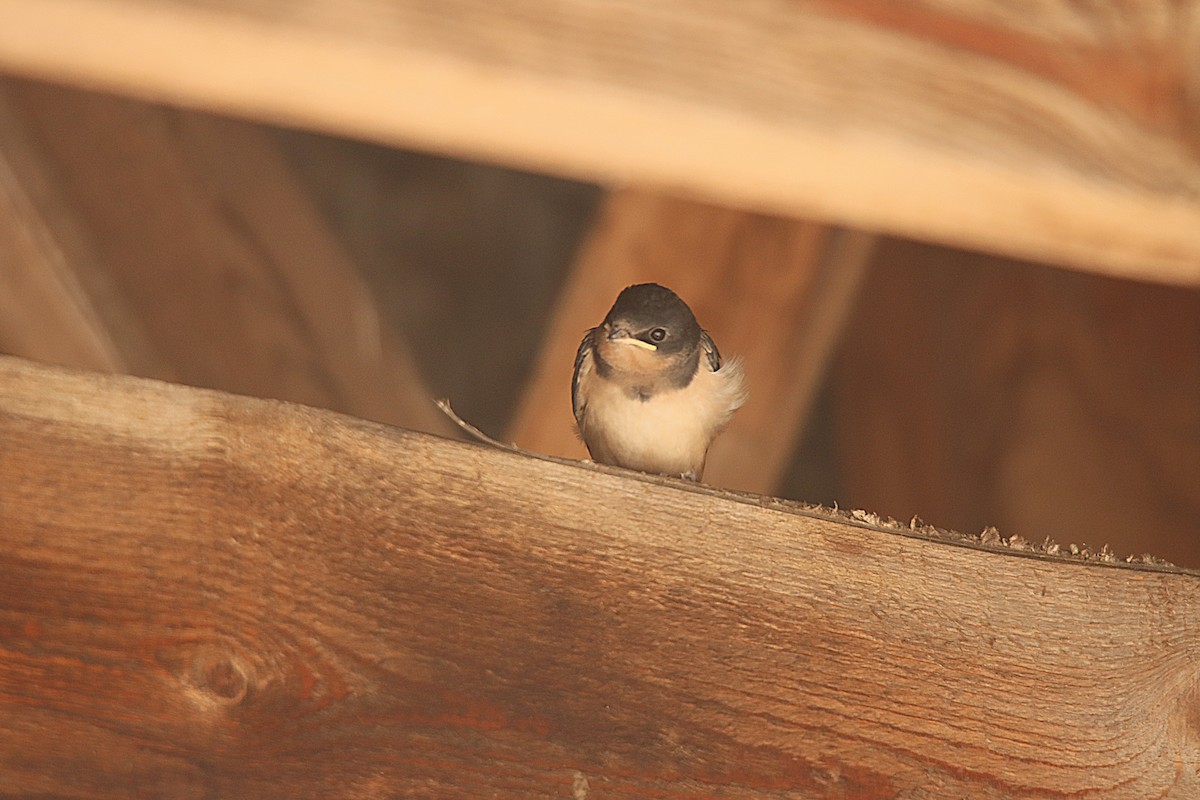 Асрын хараацай - ML622982278