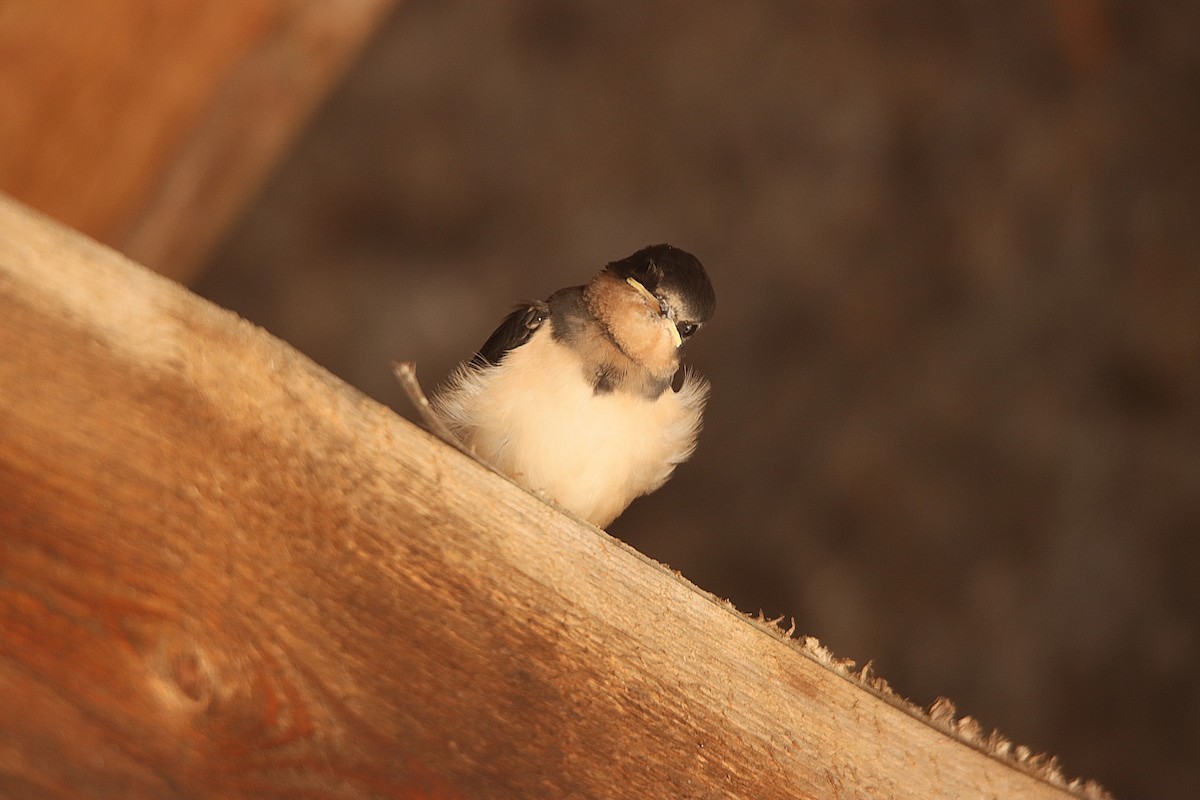 Асрын хараацай - ML622982279