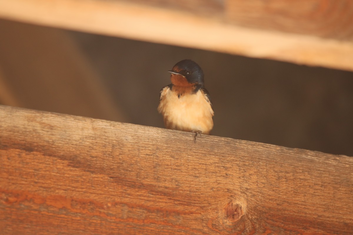 Асрын хараацай - ML622982280