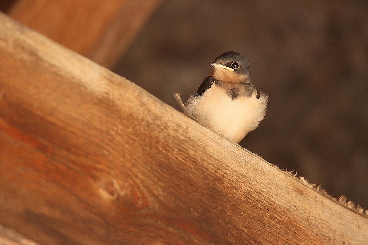 Асрын хараацай - ML622982281