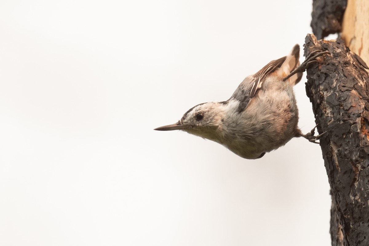 White-breasted Nuthatch - ML622982294