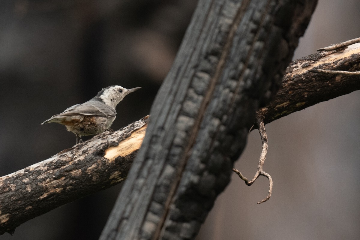 White-breasted Nuthatch - ML622982295