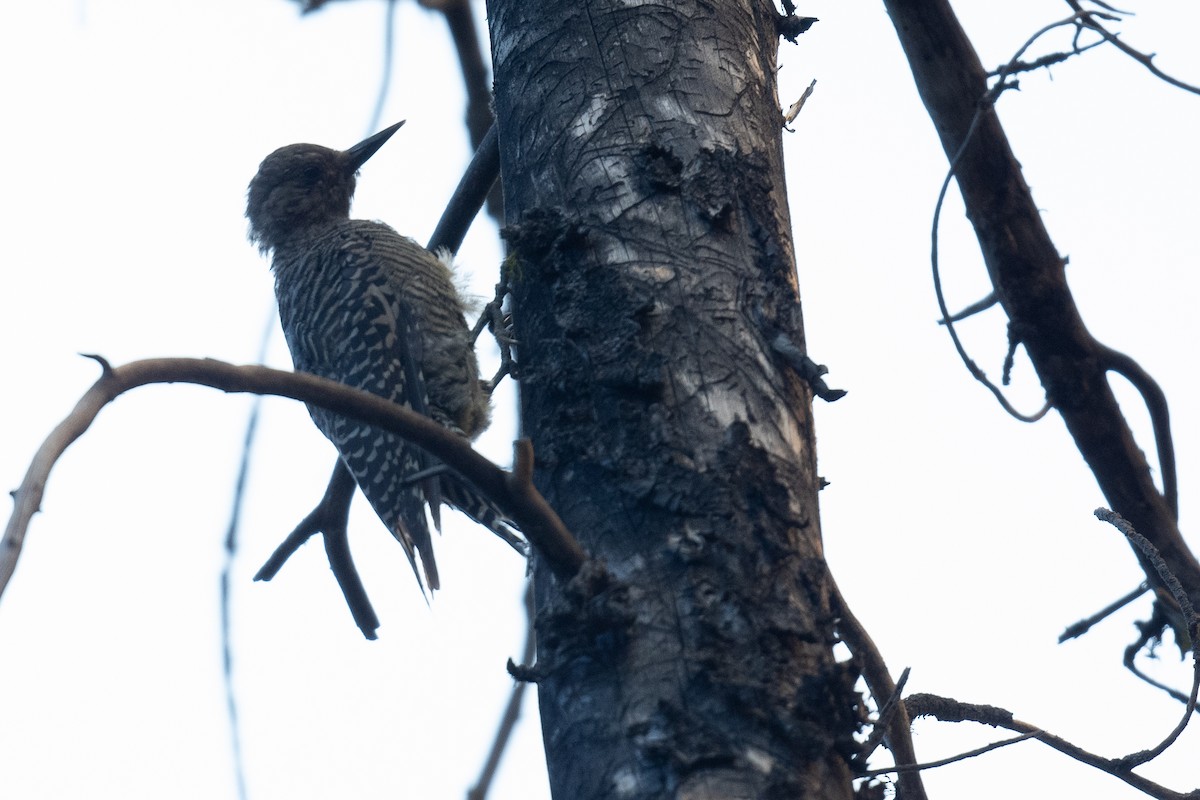 Williamson's Sapsucker - Ben  Lucking