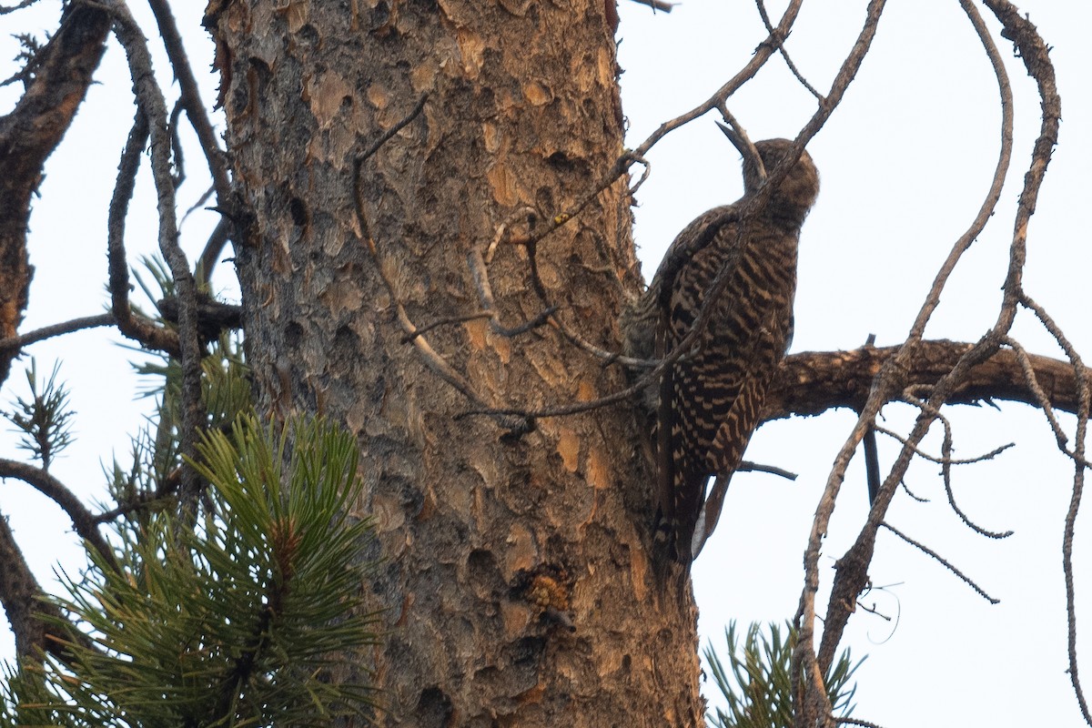 Williamson's Sapsucker - ML622982323