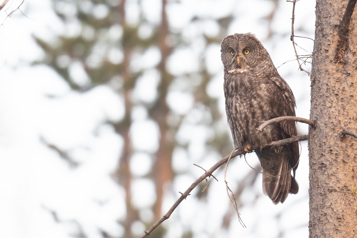 Great Gray Owl - ML622982363